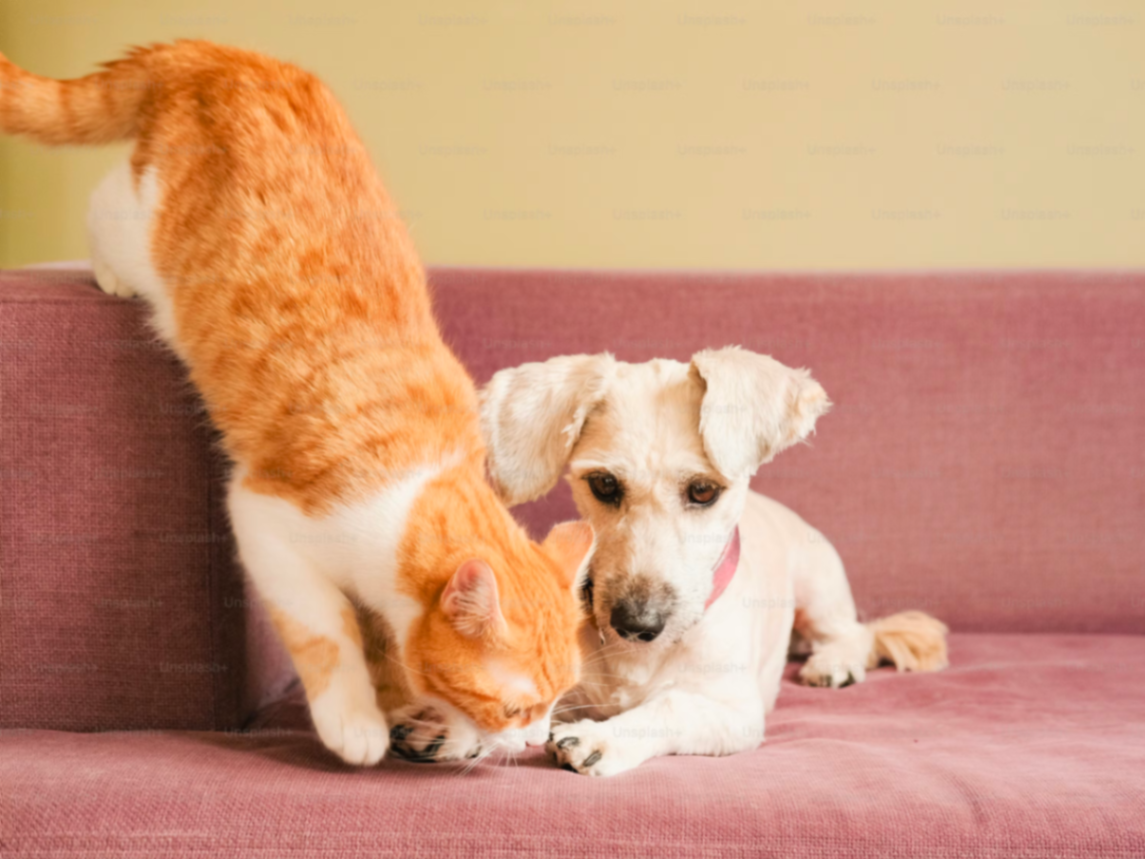 Gato y perro juntos en un sofá