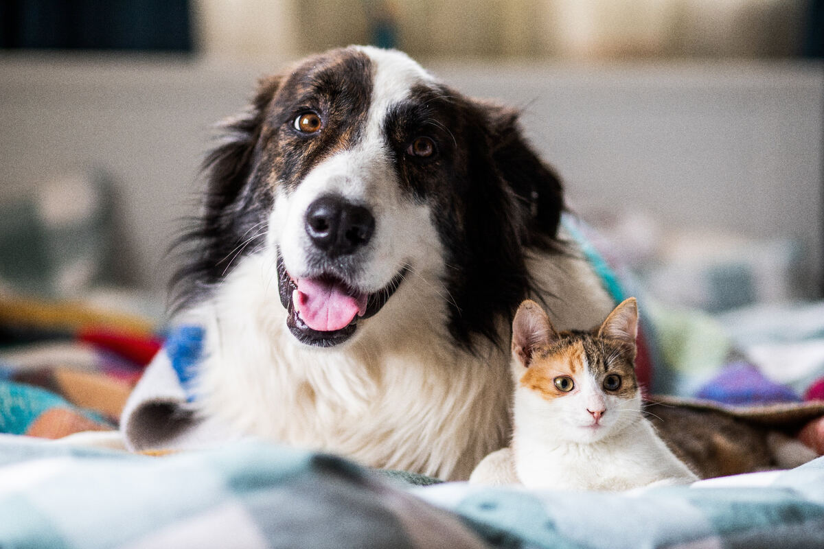 Border collie y gatito descansando juntos en un hogar